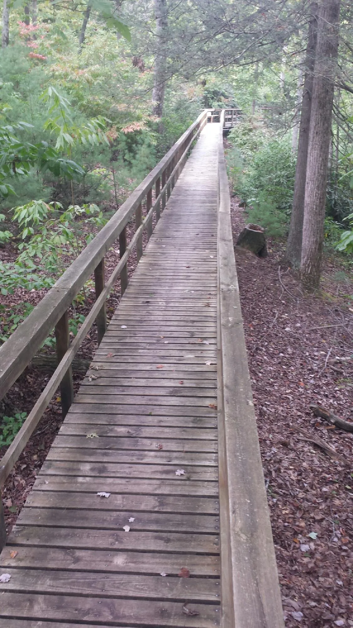 Long wood walkway with handrails built through the woods in Larimer